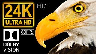 24K HDR 60fps Dolby Vision | Real Black