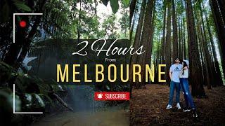 2 Hours Drive From Melbourne || Redwood Forest || #thingstodoinmelbourne #exploremelbourne #vlogs