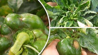My Bell Pepper Problem and Diseases