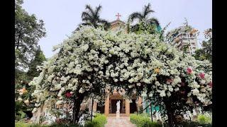 St. Peter's Church Bandra / Holy Mass + Triduum Day - 2 Saturday 29th July 2023 6:15 pm