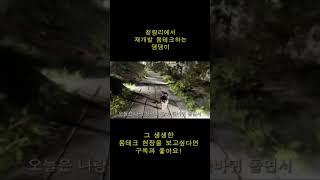 청량리에서 재개발 몸테크하는 댕댕이 1  #shorts