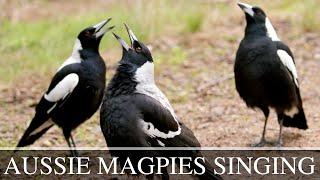 Australian Magpies Singing Compilation: amazing calls from an impressive songbird!