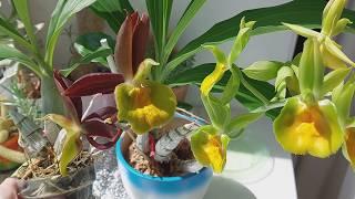 Цветение ctsm. Pileabrosum Green - два варианта цветения! Катасетум или орхидея морковка.