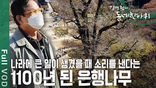 수령 1100년! 천연기념물 은행나무에 김영철 배우 인생 길을 묻다 [동네 한바퀴  - 경기도 양평] |KBS 20201128 방송