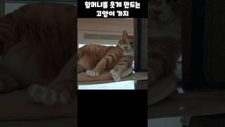 할머니를 웃게 만드는 고양이