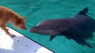 Demis Roussos - "Follow Me" (Dolphin and Dog - Let's be Friends).