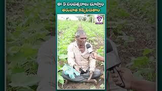Telangana Farmer Reaction on Congress Government & Revanth Reddy | Telugu Scribe #Short