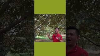 Đổ Magic Quản Lý Đọt Sau Xổ Nhuỵ | Nông Nghiệp TKA