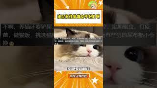 谁说无孩爱猫女不好的呀 #猫猫 #宠物 #猫咪#shorts