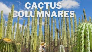 The Majestic Columnar Cactus Forest of the Tehuacán Valley - Puebla 