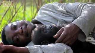 Caring for a Baby Gorilla at Ape Action Africa