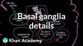 The basal ganglia - Details of the indirect pathway | NCLEX-RN | Khan Academy