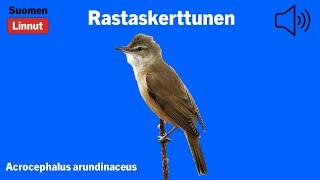 Rastaskerttunen - Acrocephalus arundinaceus - Great Reed Warbler - trastsångare - ACRARU