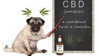 CBD for Dogs: Benefits, Side Effects & How Much CBD to Give Your Dog