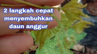 Cara menangani peyakit daun anggur yang mengkerut,@rumahangguralhakim