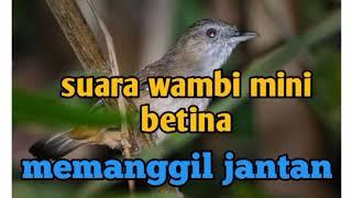 suara wambi mini betina / tieu mi  memanggil jantan  sangat ampuh