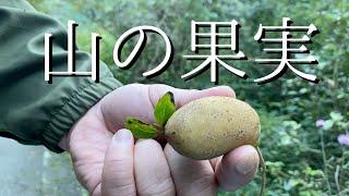 Let's go looking for fruits in the mountains [Autumn in Japan]