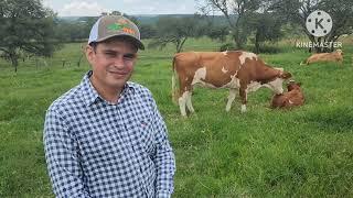 RANCHO LOS MESQUITES.ganado simantal