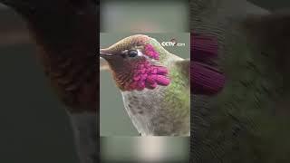 Anna's hummingbird: Nature's master of disguise