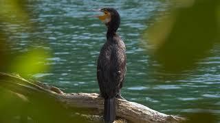 The bird is screaming on the river bank. Bittern. Выпь ( Video Background Stock Footage Free )