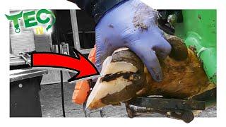 Hidden BLACK CREVICE in this Cow's Hoof