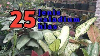 Jenis jenis caladium