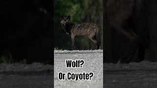 Camping in Maine. Wolf or not? #maine #wildlife