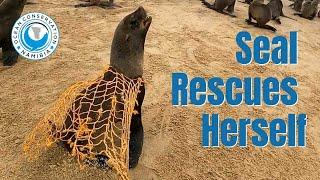 Seal Rescued Without Capture