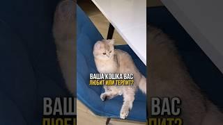 Ваша кошка любит вас или просто терпит?  #котенок #кот #кошечка #котики