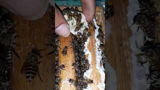 honey bee farming #shorts #viral #shortvideo #short #fyp #bee #bees #beekeeping #beekeeper #shots