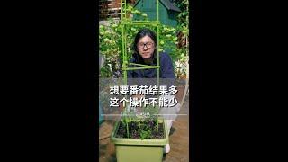 种植番茄要注意留主枝，抹侧枝。具体操作方法见视频哦~