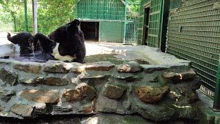 Bear Saved From Ukraine Frontline Town to Get New Home at Scottish Zoo