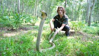 Deadly KING COBRA & Snakes of Indonesia!