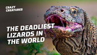 Komodo Dragons: the Deadliest Lizards in the World