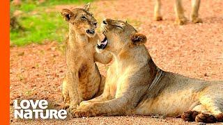 Misfit Lion Bonds with Only Surviving Cub Dreamer | Love Nature