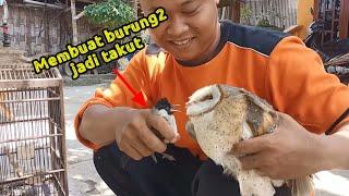 kalau Nemu burung ini, mending kita release aja 