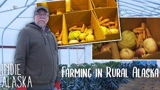 Running the largest farm in rural Alaska | INDIE ALASKA