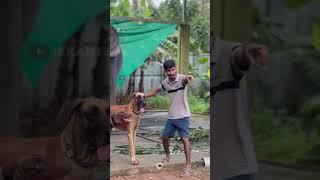 പിടിക്കെടാ അമ്മായിനെ | kaveri | malappuram | shimil |#animals #kaveri #dog #love