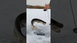 Ловим щуку на подъёме воды. Полное видео смотрите на моем канале.