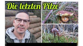 Pilze sammeln im Herbst. Die letzten Pilze in Tschechien. Waldspaziergang und kein Korb Pilze.