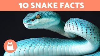 10 SNAKE FACTS You DID NOT Know  Fun Snake Facts