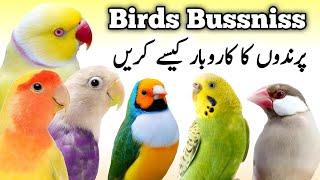 Birds business ideas | How to Start Birds Bussniss and Eran money | Parrots and Finch Birds business