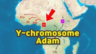 Migration path of Y-chromosome Adam