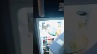  dog what are you doing in the fridge #shorts #shortvideo #viral #cutedog #dog #moments #ff #puppy