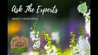 Unveiling the Angelonia: A Webinar on Planting & Care for Nonstop Summer Blooms