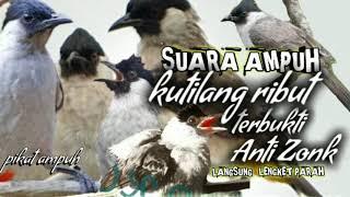 suara pikat kutilang ribut paling ampuh durasi panjang 1 jam suara jernih || pikat ampuh kutilang