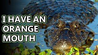 Caiman facts: discussing the crocodilians | Animal Fact Files