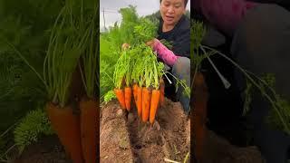 Морковь как с картинки — всего одна ложка и урожай радует! #огород #дача #сад