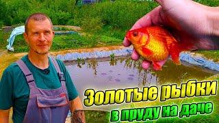 Золотые рыбки, шубункины в прудах на даче Сергея Афонина
