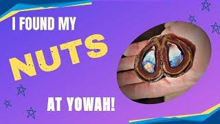 I found my "NUTS" at Yowah!